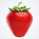 红草莓商场抽奖软件 v1.7