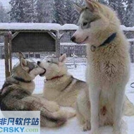 七夕虐狗表情包v2.