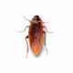 Cockroach on Desktop v1.0